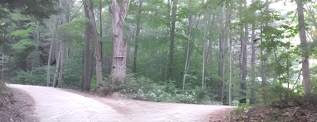 a woodland dirt road at a Y intersection